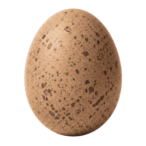 Tatay BP Bulik Egg